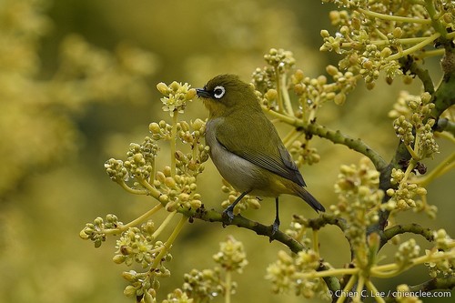 Malagasy White-eye