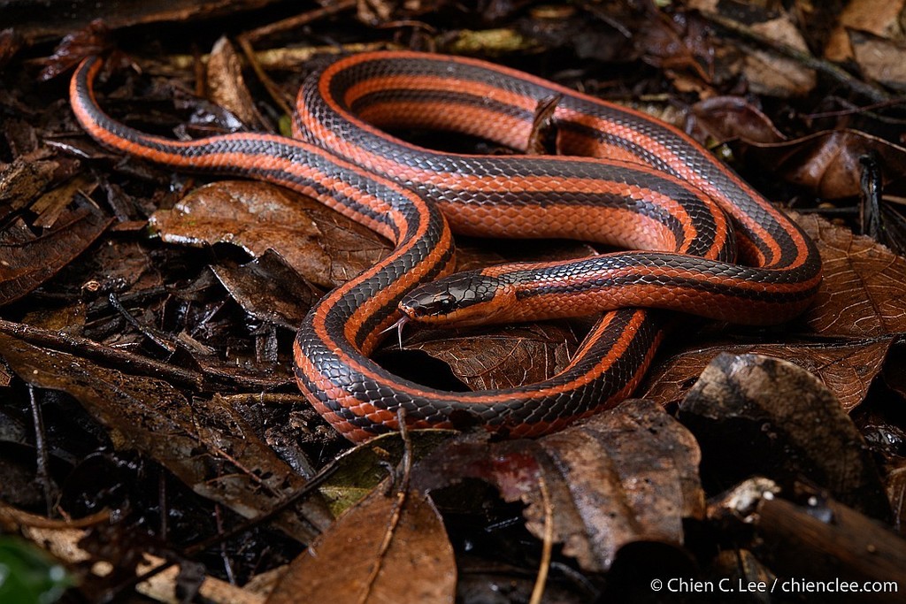 Three-striped Ground Snake (Pseudoxyrhopus tritaeniatus)
