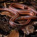 Three-striped Ground Snake - Photo (c) Chien Lee, all rights reserved, uploaded by Chien Lee