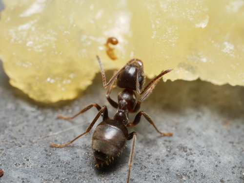 Lasius grandis