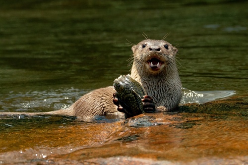 Confundiu ratão com lontra