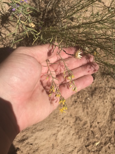 iNaturalist observation 2019-10-19