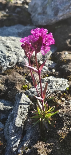 Alpine Catchfly