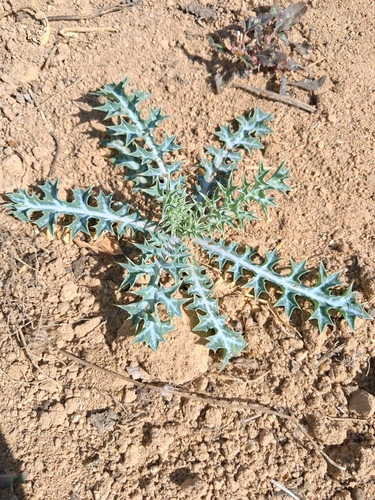 Mexican Poppy