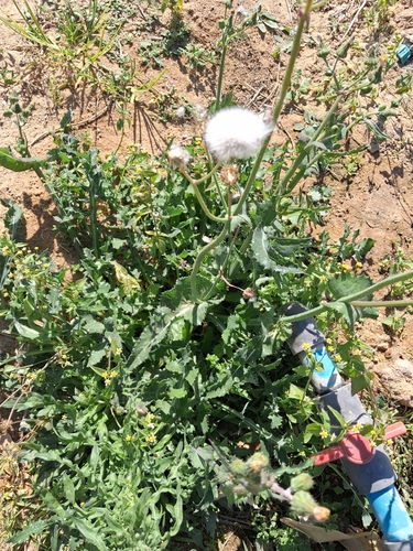 Common Sow-thistle