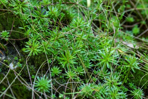 Saxifraga josephi