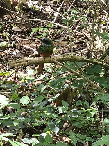 Rufous-tailed Jacamar