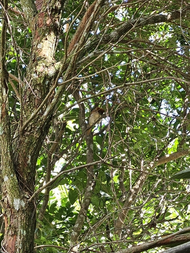 White-eyed Foliage-gleaner