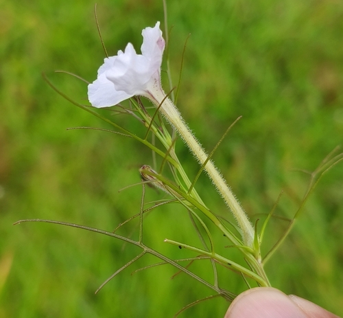 Rhamphicarpa fistulosa (Hochst.) Benth.