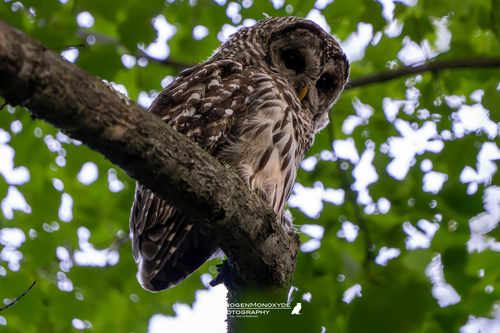 View observation of {o.common_name} on iNaturalist