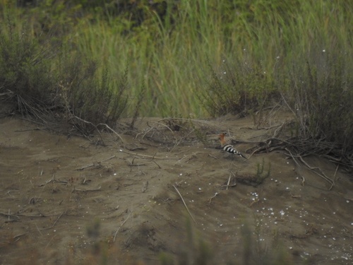 Common Hoopoe