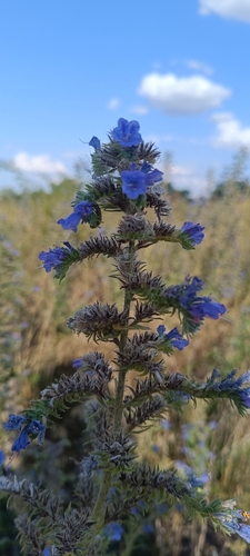 viper's-bugloss