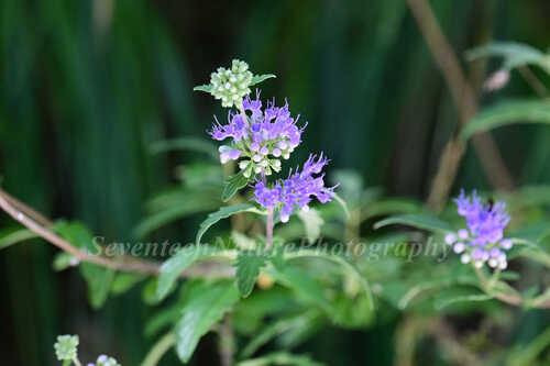 Gansu Bluebeard (Caryopteris tangutica)