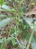 Coastal Bedstraw - Photo (c) Io Hennessy, all rights reserved, uploaded by Io Hennessy