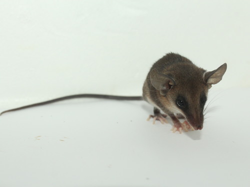 Tschudi's Slender Opossum (Marmosops caucae) — Least Concern Mammalia
