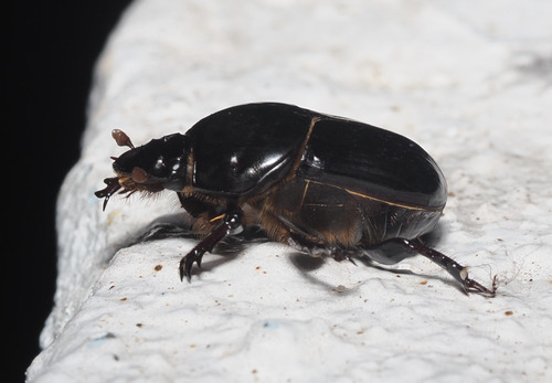 Onitis intermedius