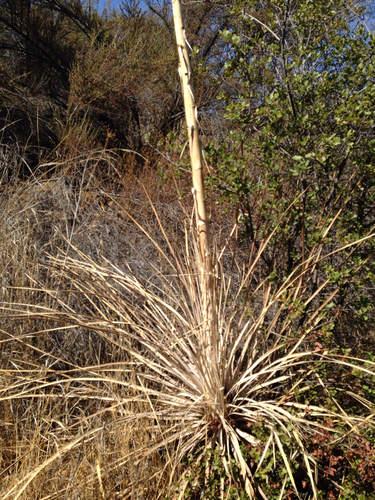 iNaturalist observation photo of chaparral yucca