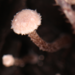 Flammulaster carpophilus rhombosporus - Photo (c) izaj, כל הזכויות שמורות, הועלה על ידי izaj