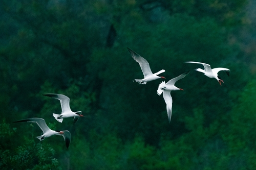 iNaturalist observation photo of Caspian Tern