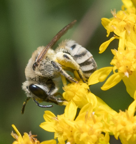 Native Bees of Florida (non-exhaustive) · iNaturalist