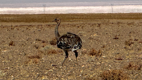 Lesser Rhea