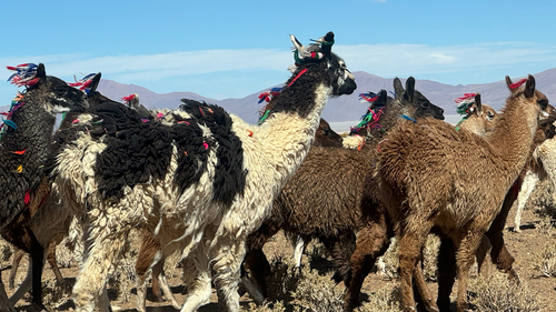 Llama