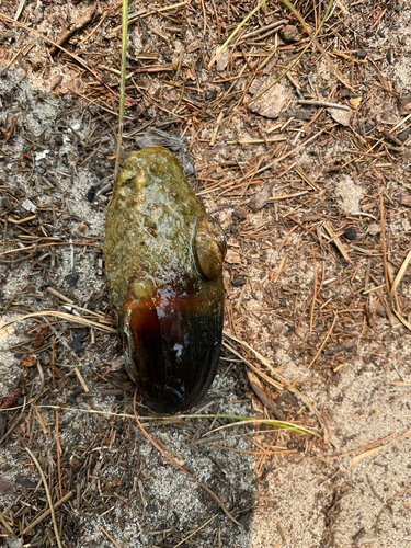 Pyganodon lacustris