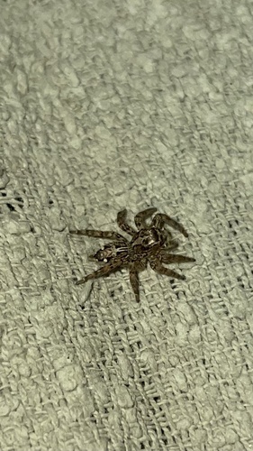 Pantropical Jumping Spider