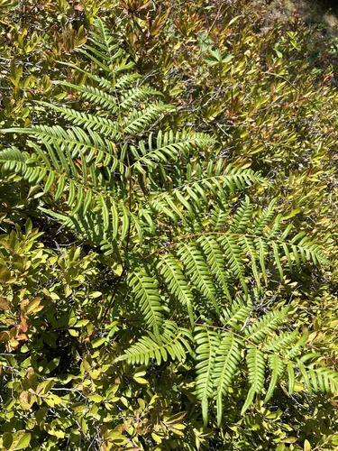 Pteridium aquilinum