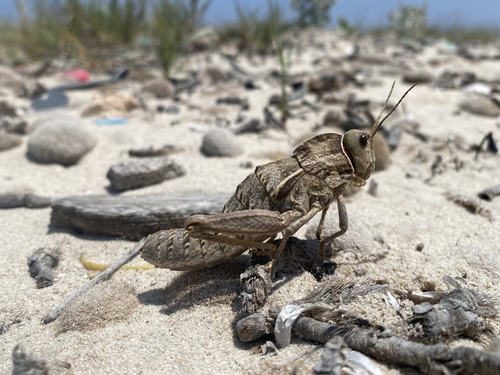 Pamphagus tunetanus