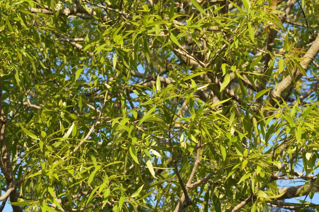Queensland Bottle Tree (Flora Singapore List B) · iNaturalist