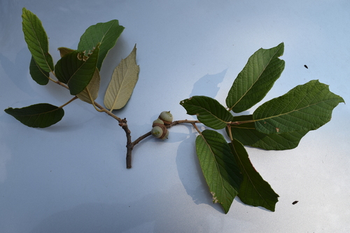 Quercus hintonii