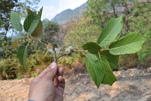 Quercus hintonii