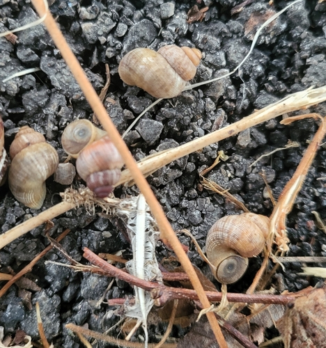 Pomatias elegans