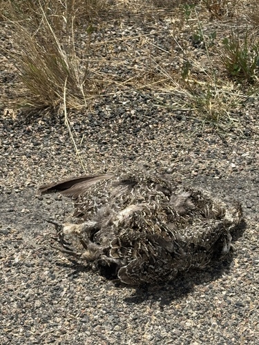 Greater Sage-Grouse