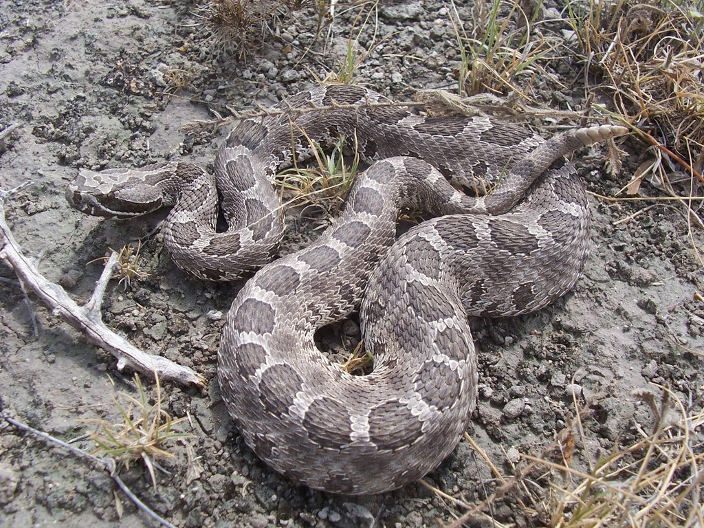 Western Massasauga in June 2010 by Manuel Nevárez. Norte de Coahuila ...