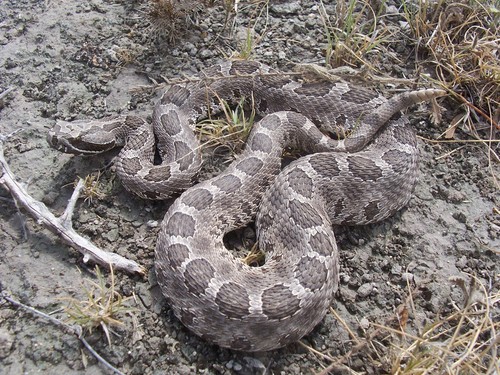 Western Massasauga