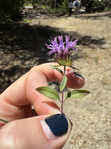 iNaturalist observation photo of Brewer's Monardella