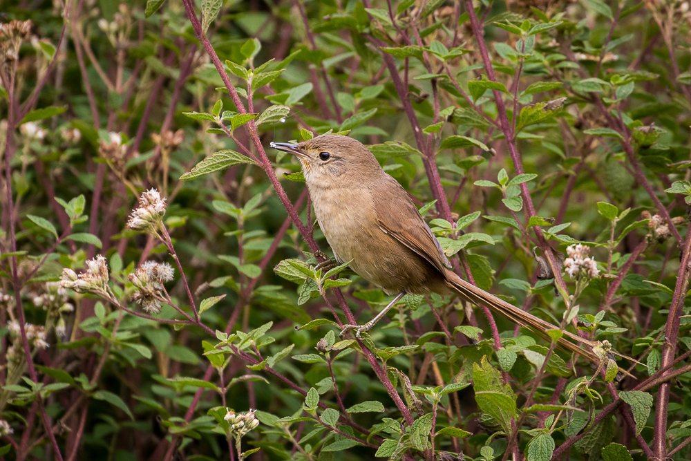 Itatiaia Spinetail photo