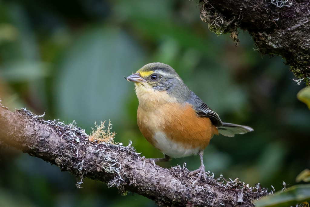 Buff-throated Warbling Finch photo