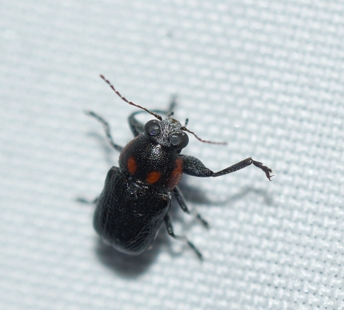 Pachybrachis subvittatus