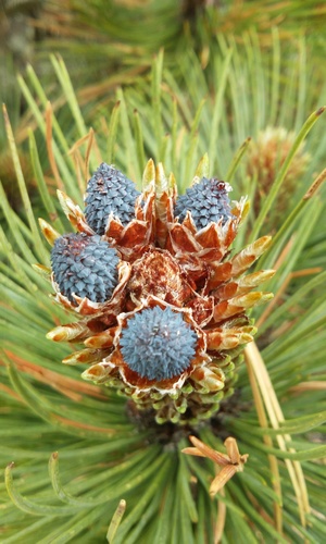 Hartweg's pine