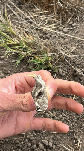 iNaturalist observation photo of Botta's Pocket Gopher