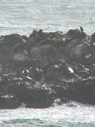 iNaturalist observation photo of California Sea Lion