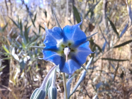 camel bush