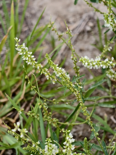 White Sweetclover