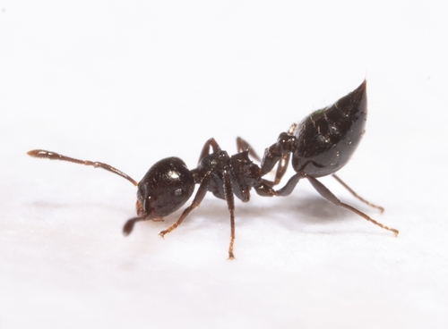 Crematogaster distansCrematogaster distans