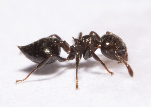 Crematogaster chodatiCrematogaster chodati
