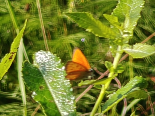 Scarce Copper