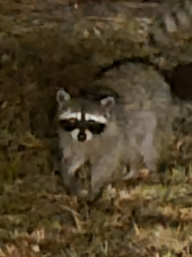 iNaturalist observation photo of Common Raccoon